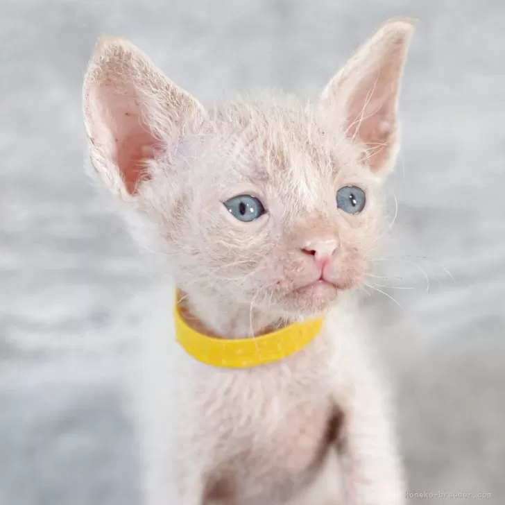 ラパーマ【福岡県・男の子・2025年9月30日・レッドタビー】の写真1