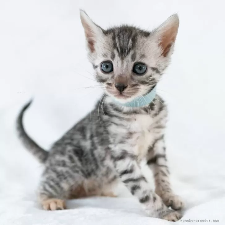 ID:2501-02037の子猫