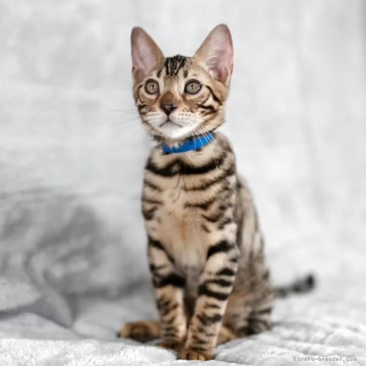 ベンガル【福岡県・男の子・2025年8月29日・ブラウンスポテッドタビー】の写真1「お顔がとても可愛いです♡」