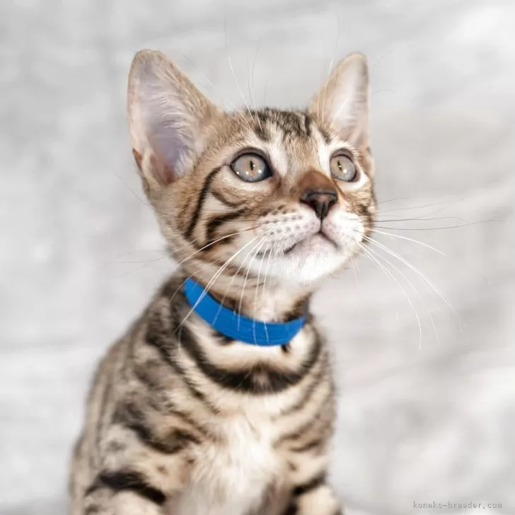 ベンガル【福岡県・男の子・2025年8月29日・ブラウンスポテッドタビー】の写真1「お顔がとても可愛いです♡」