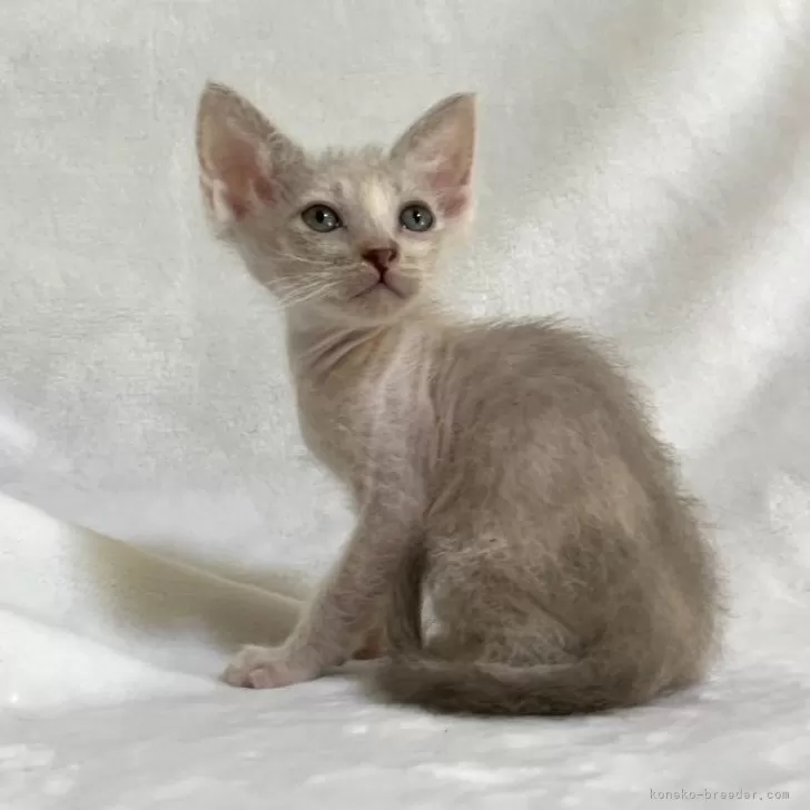 ID:2502-01528の子猫