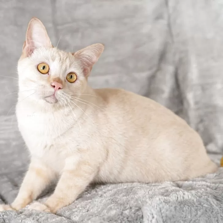 ラパーマ【福岡県・女の子・2024年12月29日・レッドタビー】の写真1「断尾したので尻尾は短いです」