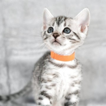 ベンガル【福岡県・女の子・2025年10月22日・ブラックシルバースポテッドタビー】の写真「淡い地色に綺麗なロゼット模様が美しい」