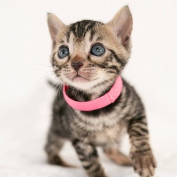 ベンガル【福岡県・女の子・2025年5月17日・ブラウンスポテッドタビー】の写真「お顔が可愛い♡くっきりスポットがカッコ良い」