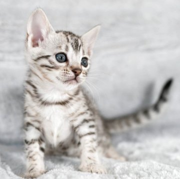 ベンガル【福岡県・女の子・2025年10月22日・ブラックシルバースポテッドタビー】の写真「淡い地色に綺麗なロゼット模様が美しい」