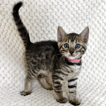 ベンガル【福岡県・女の子・2025年8月29日・ブラウンスポテッドタビー】の写真「お顔が可愛い♡元気いっぱい女の子」