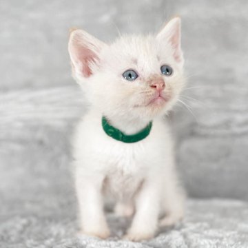 ラパーマ【福岡県・男の子・2025年9月30日・レッドポイント（ふわふわ）】の写真「明るい毛色のラパーマストレート♡尾曲有り」