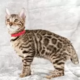 ベンガル【福岡県・女の子・2025年6月29日・ブラウンスポテッドタビー(ロゼット)】の写真1