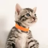 ベンガル
