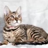 ベンガル【福岡県・女の子・2025年8月29日・ブラウンスポテッドタビー】の写真1