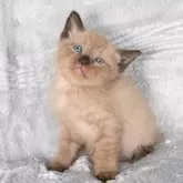 ラパーマ【福岡県・男の子・2025年9月30日・チョコレートタビー】の写真2