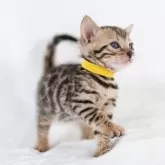 ベンガル【福岡県・女の子・2025年6月29日・ブラウンスポテッドタビー】の写真8