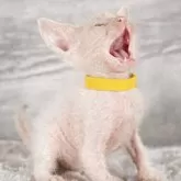 ラパーマ【福岡県・男の子・2025年9月30日・レッドタビー】の写真3