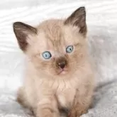 ラパーマ【福岡県・男の子・2025年9月30日・チョコレートタビー】の写真3「左目が少し小さく見えます」