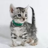 ベンガル【福岡県・女の子・2024年12月20日・ブラックシルバースポテッドタビー】の写真3