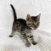 ベンガル【福岡県・女の子・2025年8月29日・ブラウンスポテッドタビー】の写真13