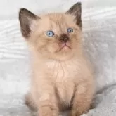 ラパーマ【福岡県・男の子・2025年9月30日・チョコレートタビー】の写真4