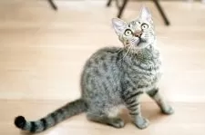 ラパーマMIX【福岡県・女の子・2024年6月2日・ブラウンタビー】の写真5