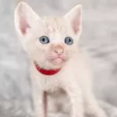 ラパーマ【福岡県・男の子・2025年9月30日・レッドタビー】の写真5