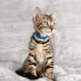 ベンガル【福岡県・男の子・2025年8月29日・ブラウンスポテッドタビー】の写真6