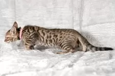 ベンガル【福岡県・女の子・2025年8月29日・ブラウンスポテッドタビー】の写真6