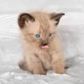 ラパーマ【福岡県・男の子・2025年9月30日・チョコレートタビー】の写真6