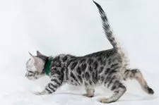 ベンガル【福岡県・女の子・2024年12月20日・ブラックシルバースポテッドタビー】の写真7