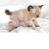 ラパーマ【福岡県・男の子・2025年9月30日・チョコレートタビー】の写真7「尻尾がクルンと曲がっています」