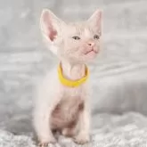 ラパーマ【福岡県・男の子・2025年9月30日・レッドタビー】の写真7