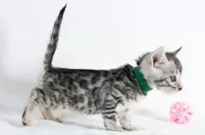 ベンガル【福岡県・女の子・2024年12月20日・ブラックシルバースポテッドタビー】の写真8