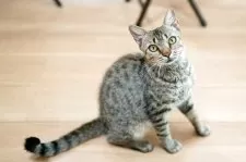 ラパーマMIX【福岡県・女の子・2024年6月2日・ブラウンタビー】の写真7