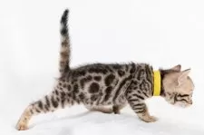 ベンガル【福岡県・女の子・2025年6月29日・ブラウンスポテッドタビー】の写真9