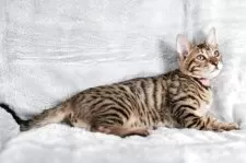 ベンガル【福岡県・女の子・2025年8月29日・ブラウンスポテッドタビー】の写真8