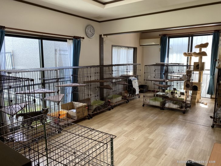 飼育スペースも明るく広い場所です。｜高橋　かおり(たかはし　かおり)ブリーダー(山形県・スコティッシュフォールドなど・ICC登録)の紹介写真4