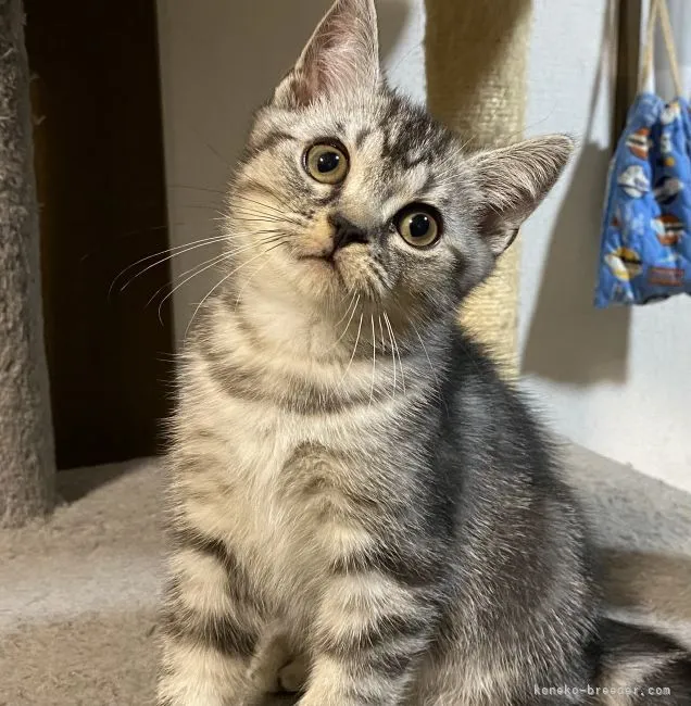 ID:2110-01787の子猫