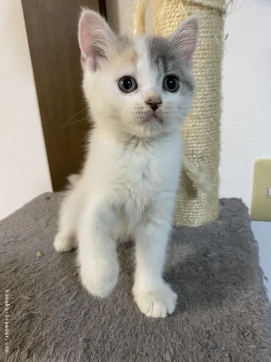 ID：2108-02425の子猫