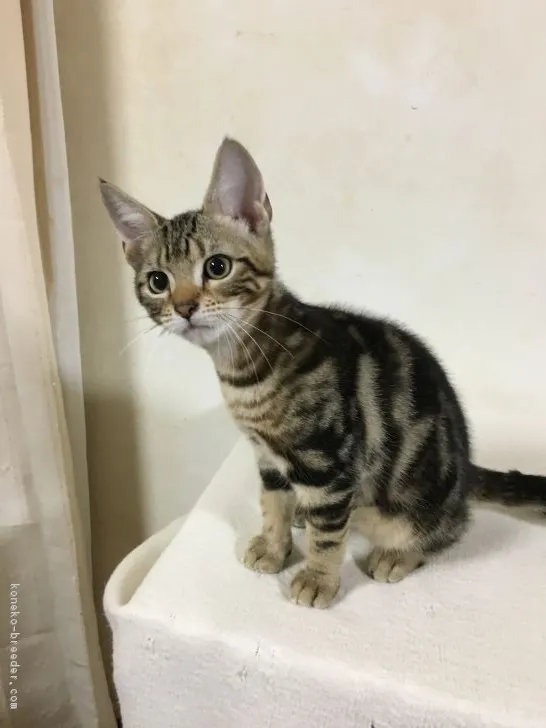 ID：1808-01225の子猫