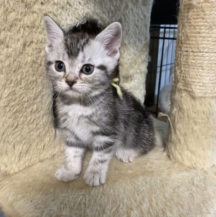 ID:2305-00408の子猫