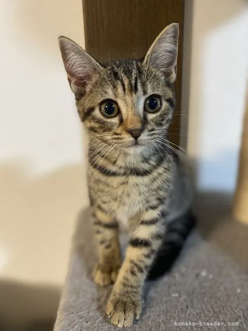 ID：2107-01968の子猫