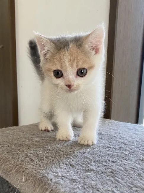 ID:2103-01440の子猫
