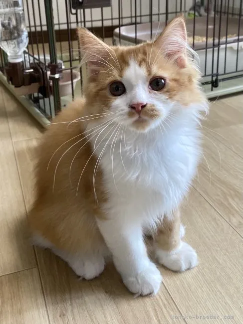 ID:2208-03179の子猫