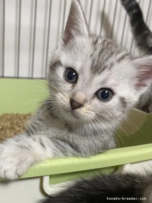 ID:2107-01979の子猫