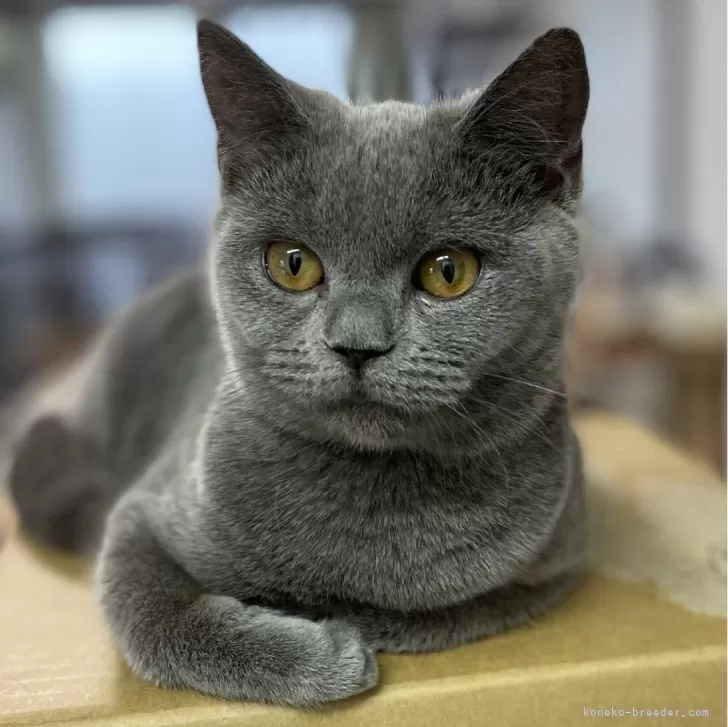ID:2312-01317の子猫
