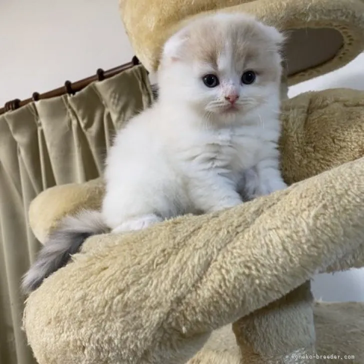 ID:2305-01627の子猫