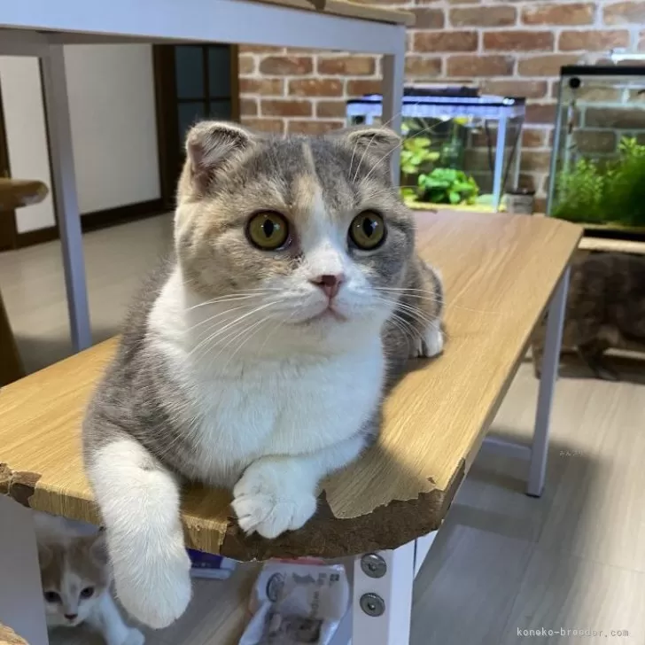 ID:2409-00895の子猫
