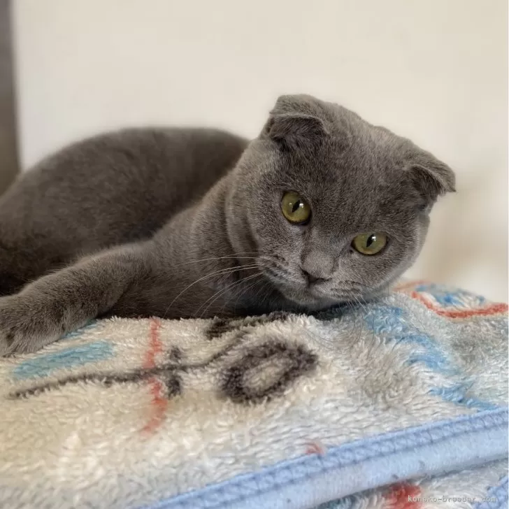 ID:2312-01314の子猫
