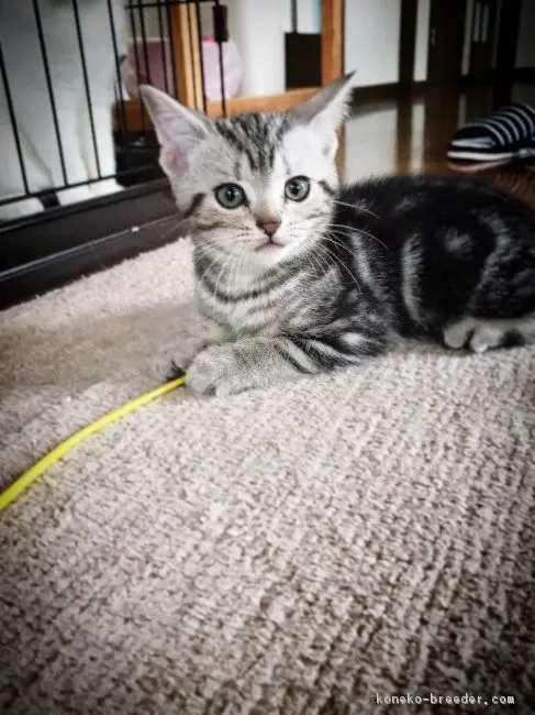 ID：1808-01237の子猫