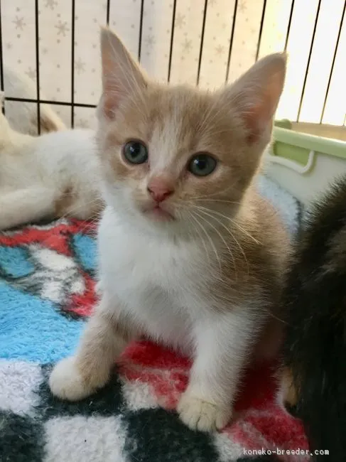 ID:1912-00051の子猫