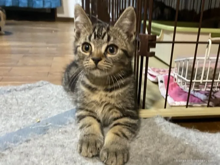 ID：2110-01789の子猫