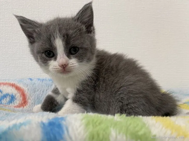 ID:2202-00455の子猫
